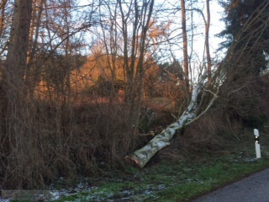 Sturmschäden Sturmschäden