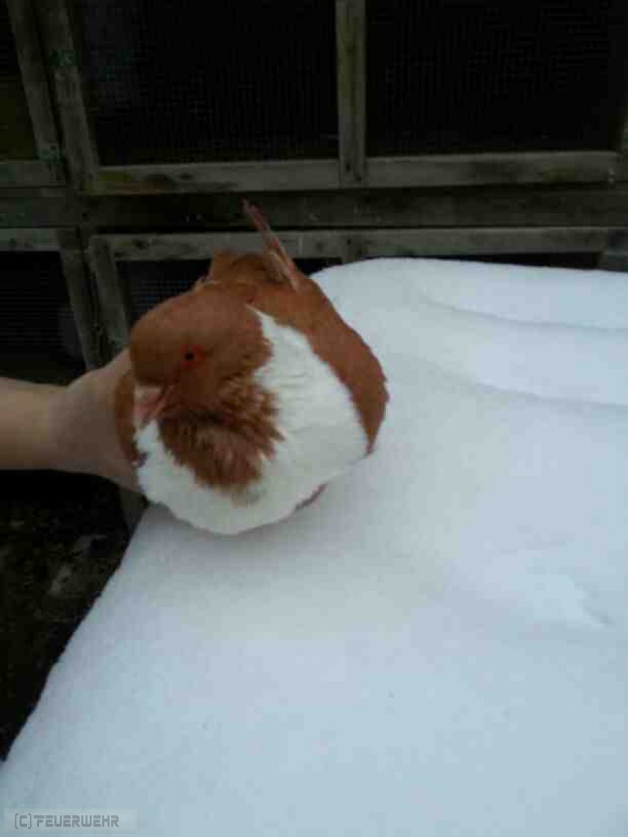 Tierunfall (Tierbergung) Tierunfall (Tierbergung)