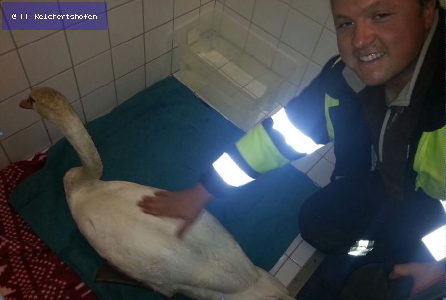 Tierunfall (Tierbergung) Tierunfall (Tierbergung)